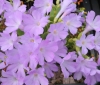 Show product details for Primula marginata x allionii Stradbrook Lucy
